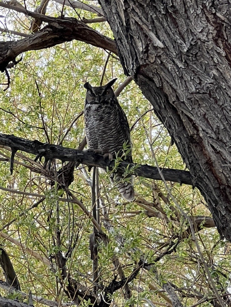 Great Horned Owl - Bitty Roy
