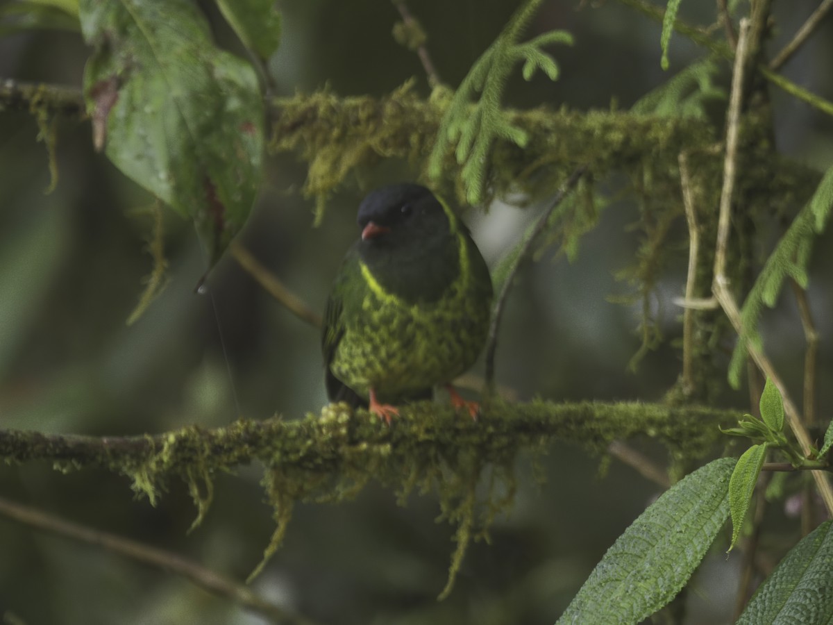 Green-and-black Fruiteater - ML618571842