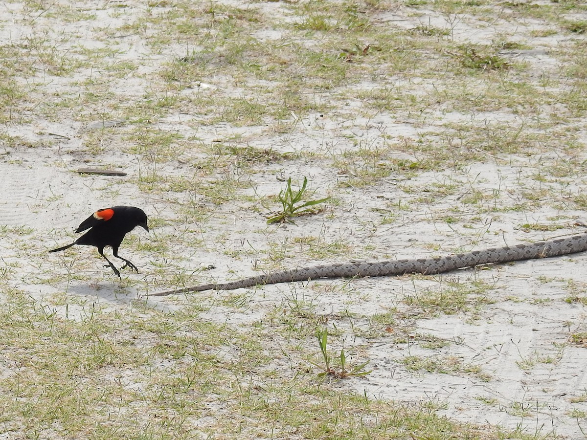 Red-winged Blackbird - ML618571871