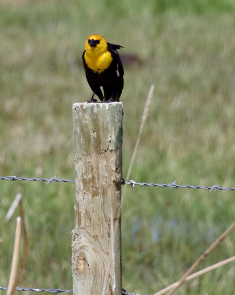 Yellow-headed Blackbird - ML618571885