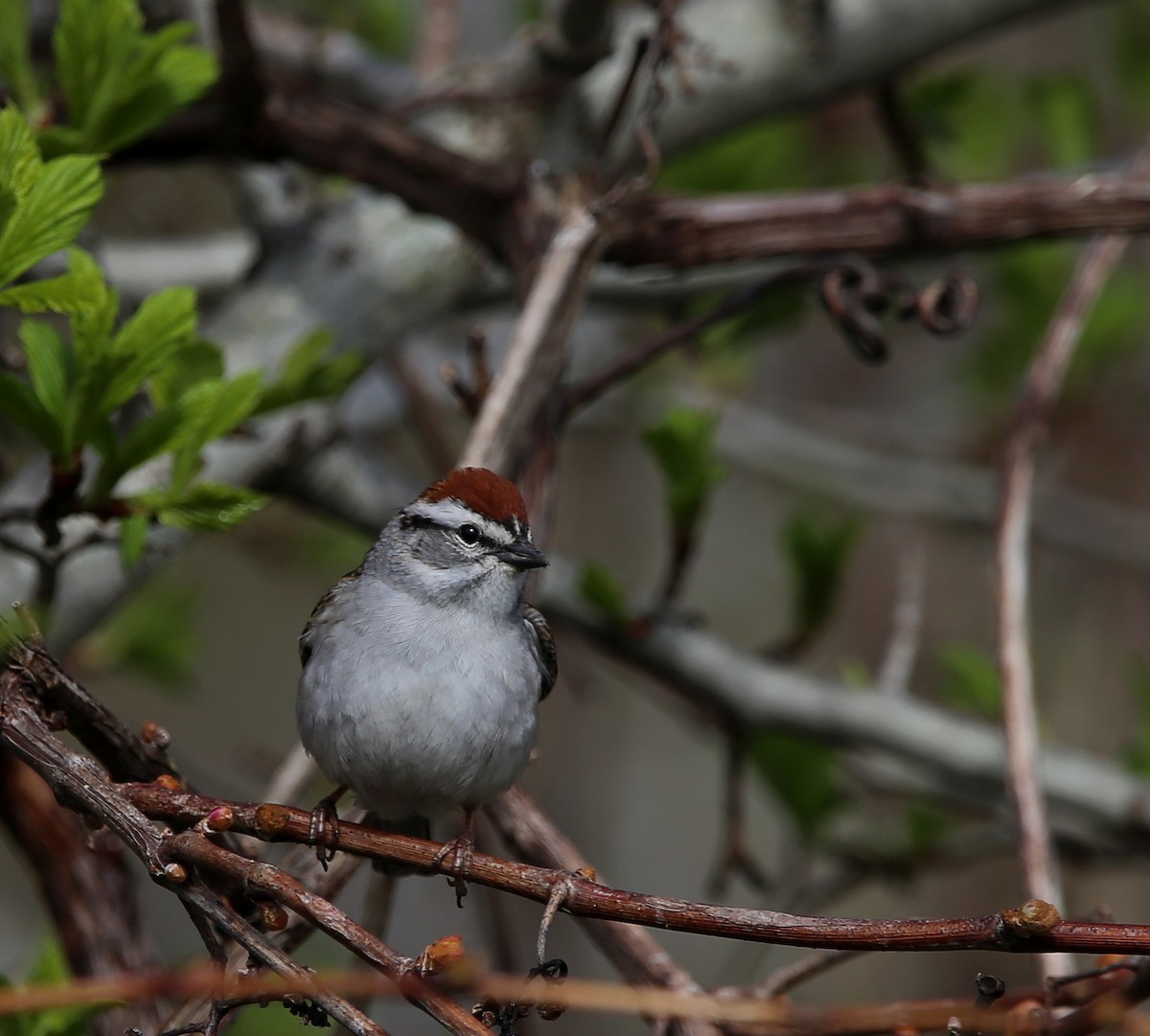 Chipping Sparrow - ML618571947