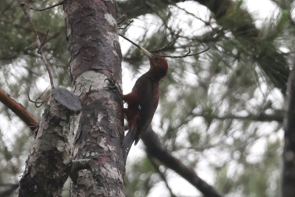 Okinawa Woodpecker - ML618571976