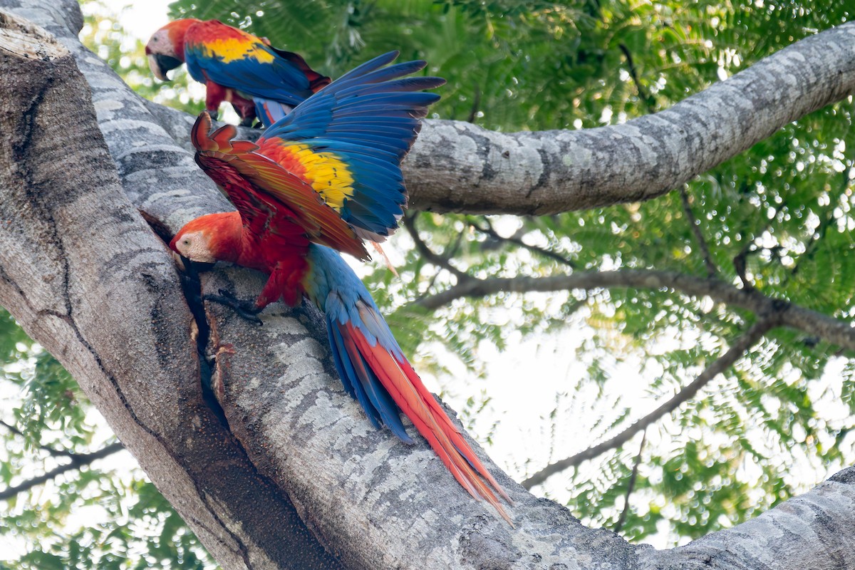 Scarlet Macaw - ML618572002