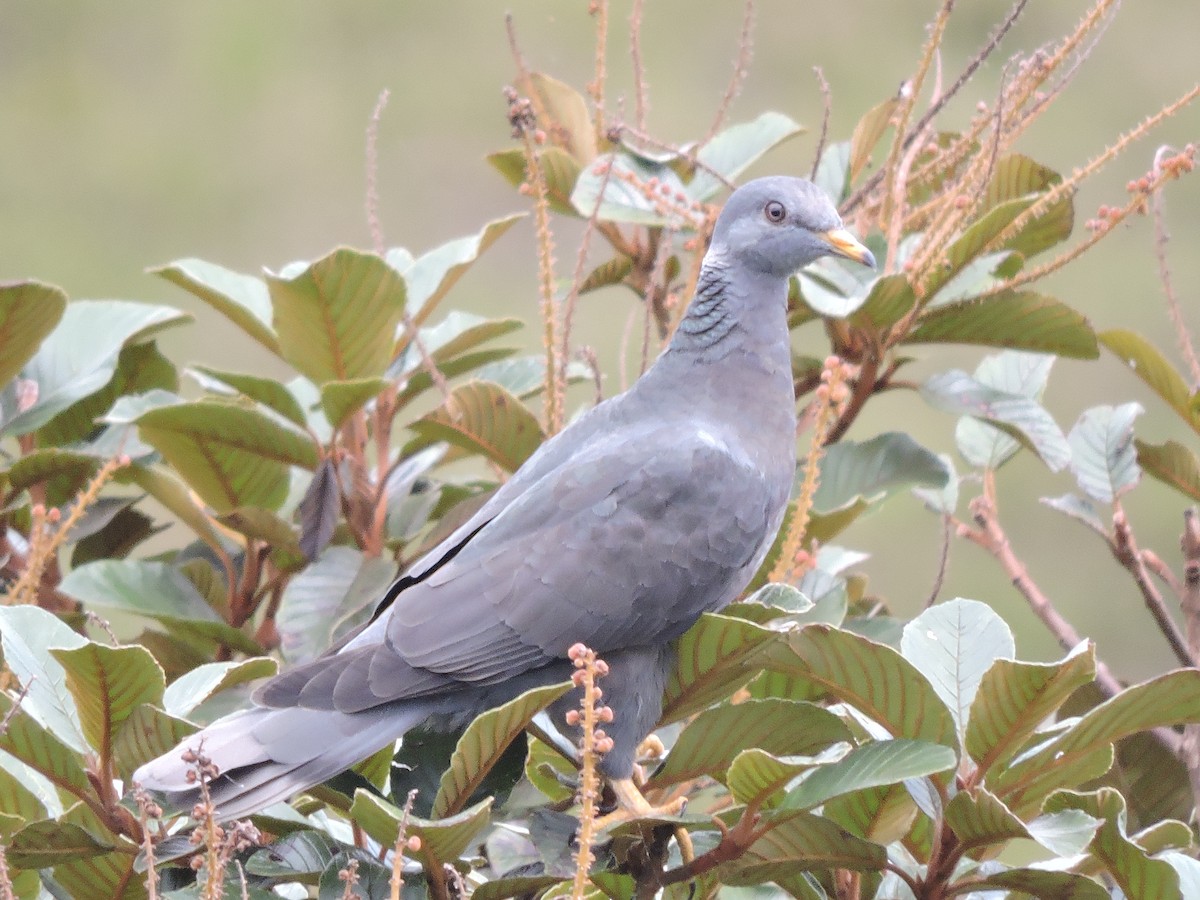 Band-tailed Pigeon - ML618572022
