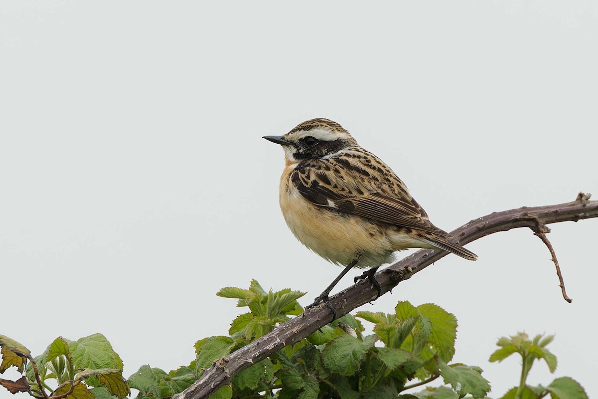 Whinchat - ML618572047