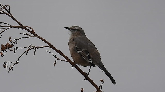 Patagonian Mockingbird - ML618572049