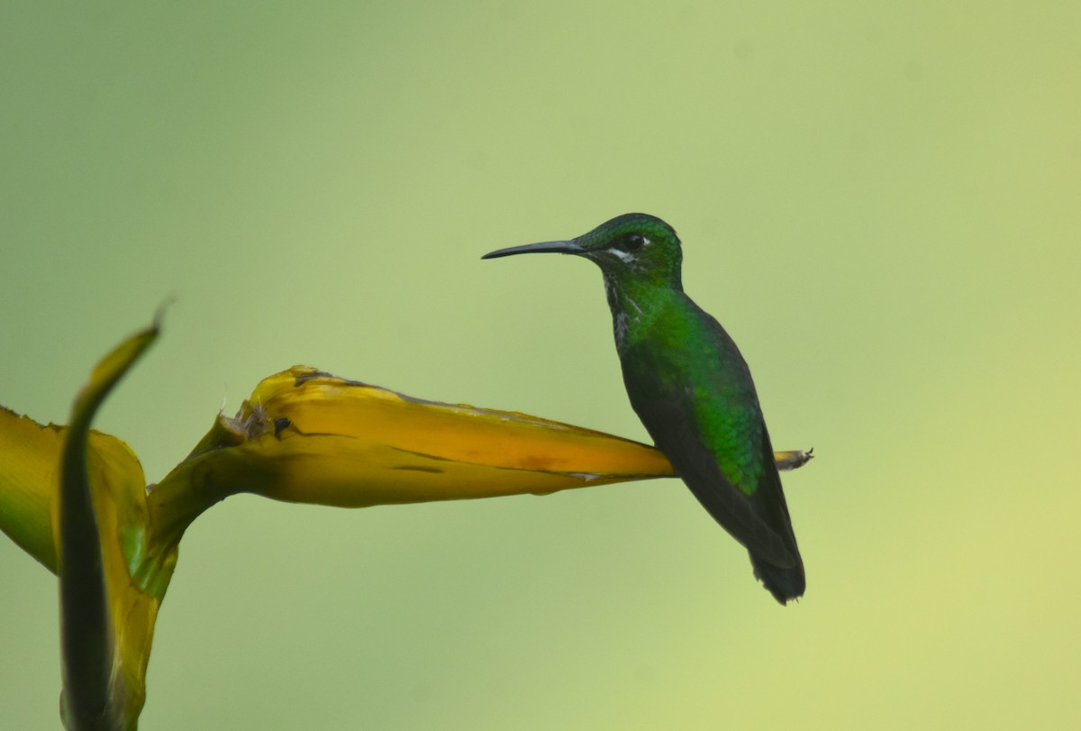 kolibřík subtropický - ML618572089