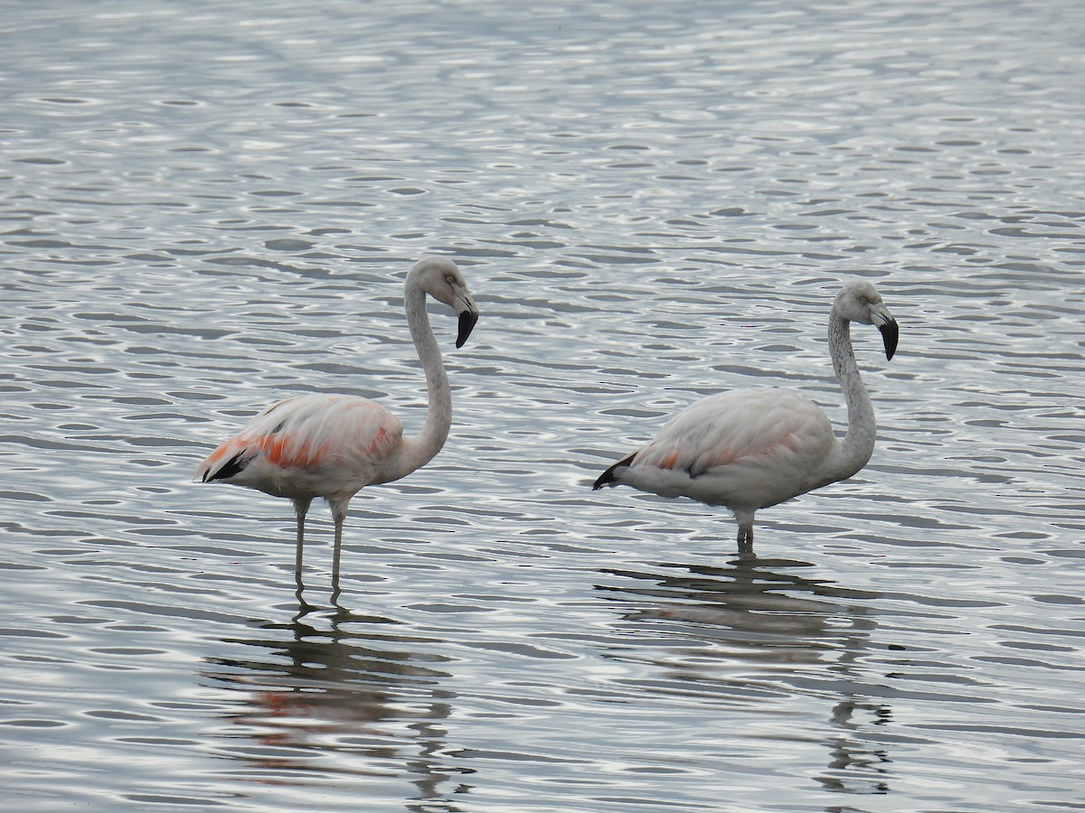Chilean Flamingo - ML618572109