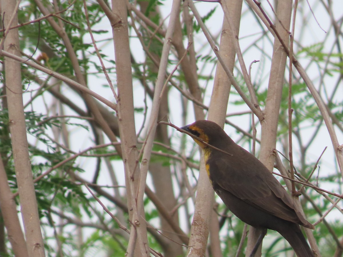 Yellow-headed Blackbird - ML618572114