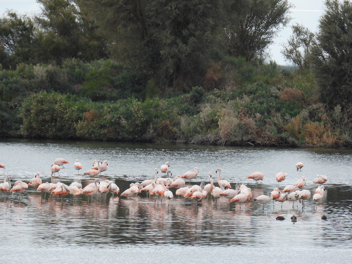 Şili Flamingosu - ML618572116