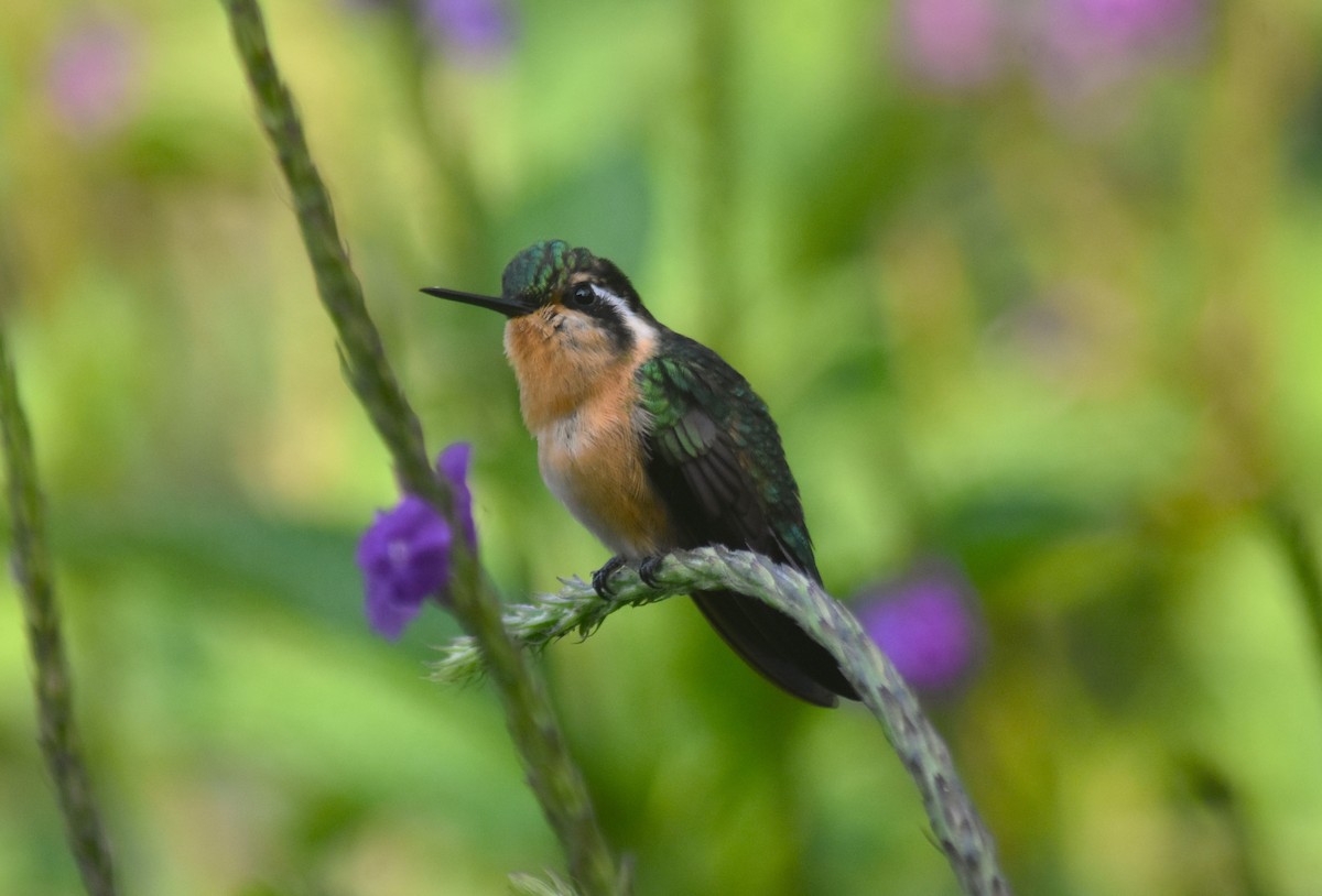 kolibřík fialovohrdlý - ML618572130