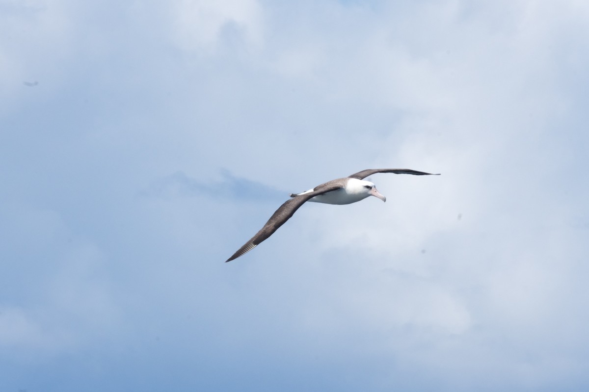 Laysan Albatross - ML618572136