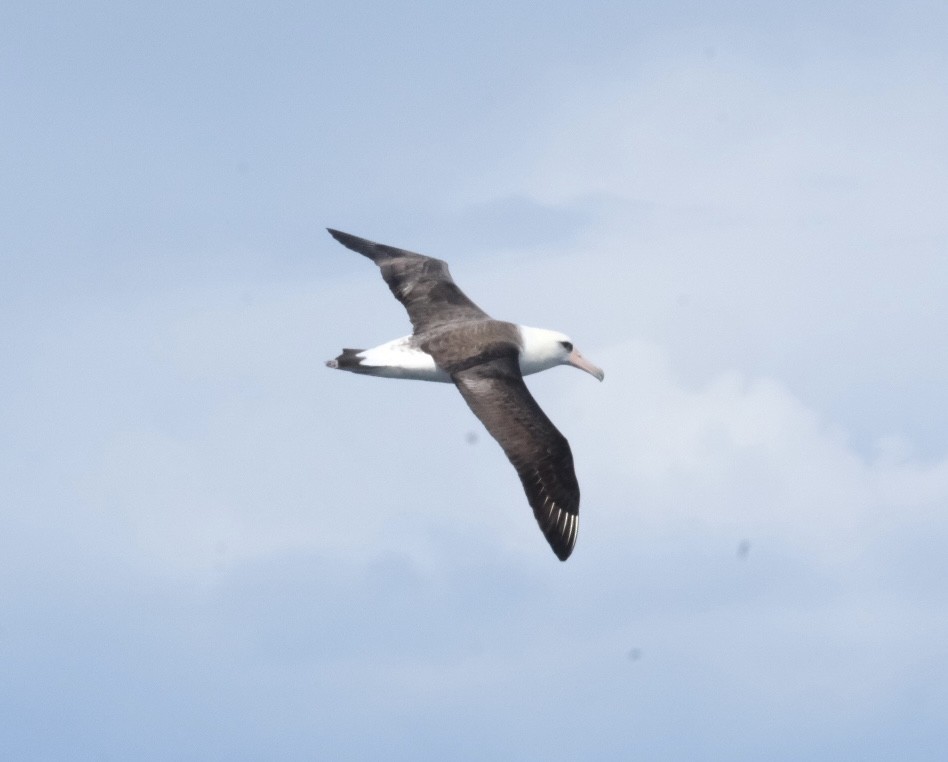 Laysan Albatross - ML618572137