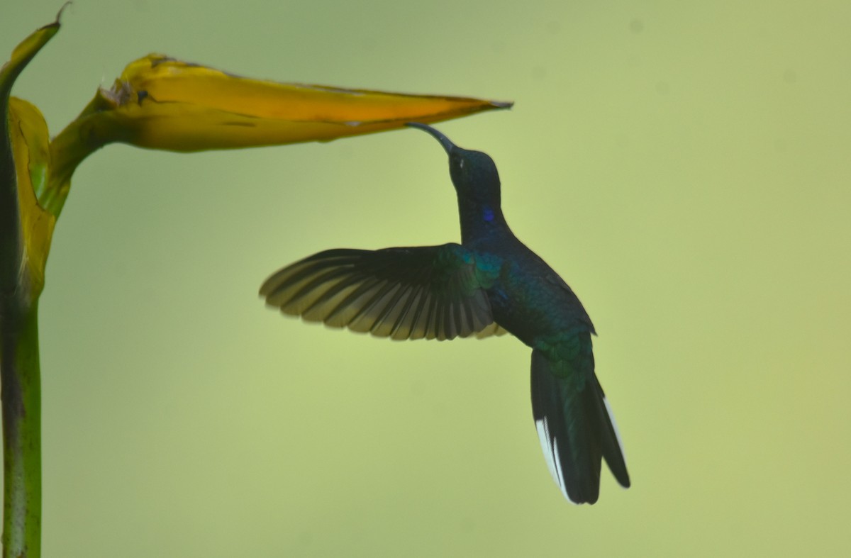kolibřík fialkový - ML618572149