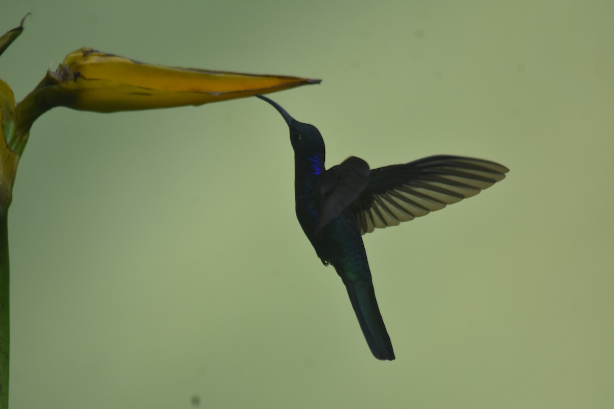 kolibřík fialkový - ML618572150