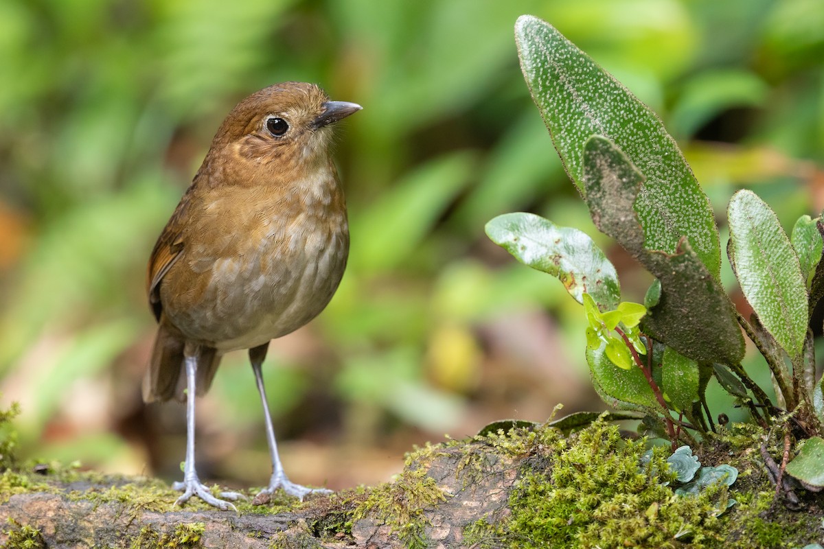 Brown-banded Antpitta - ML618572155