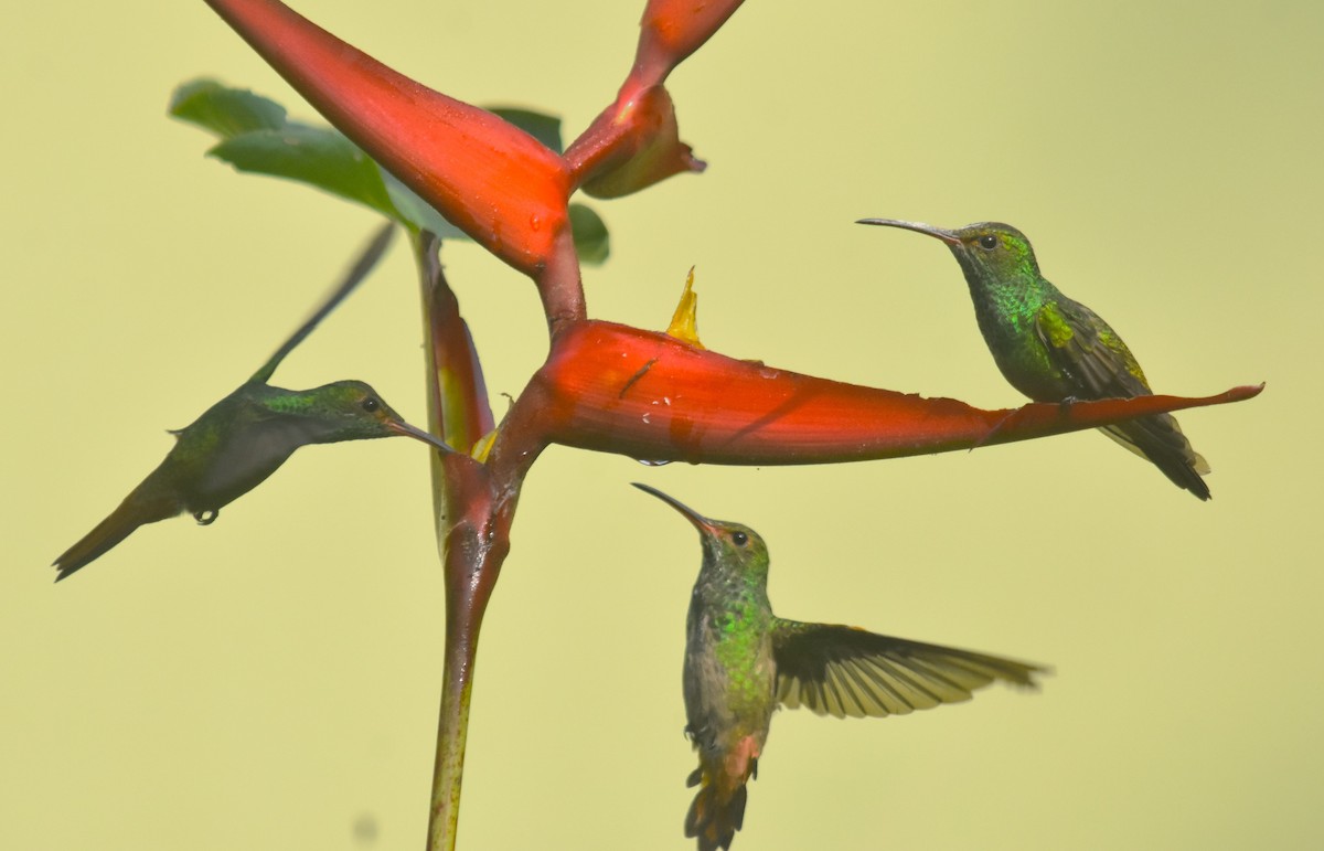 Rufous-tailed Hummingbird - ML618572158