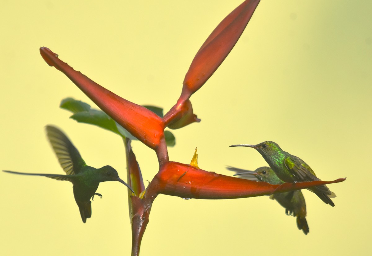 Rufous-tailed Hummingbird - ML618572159
