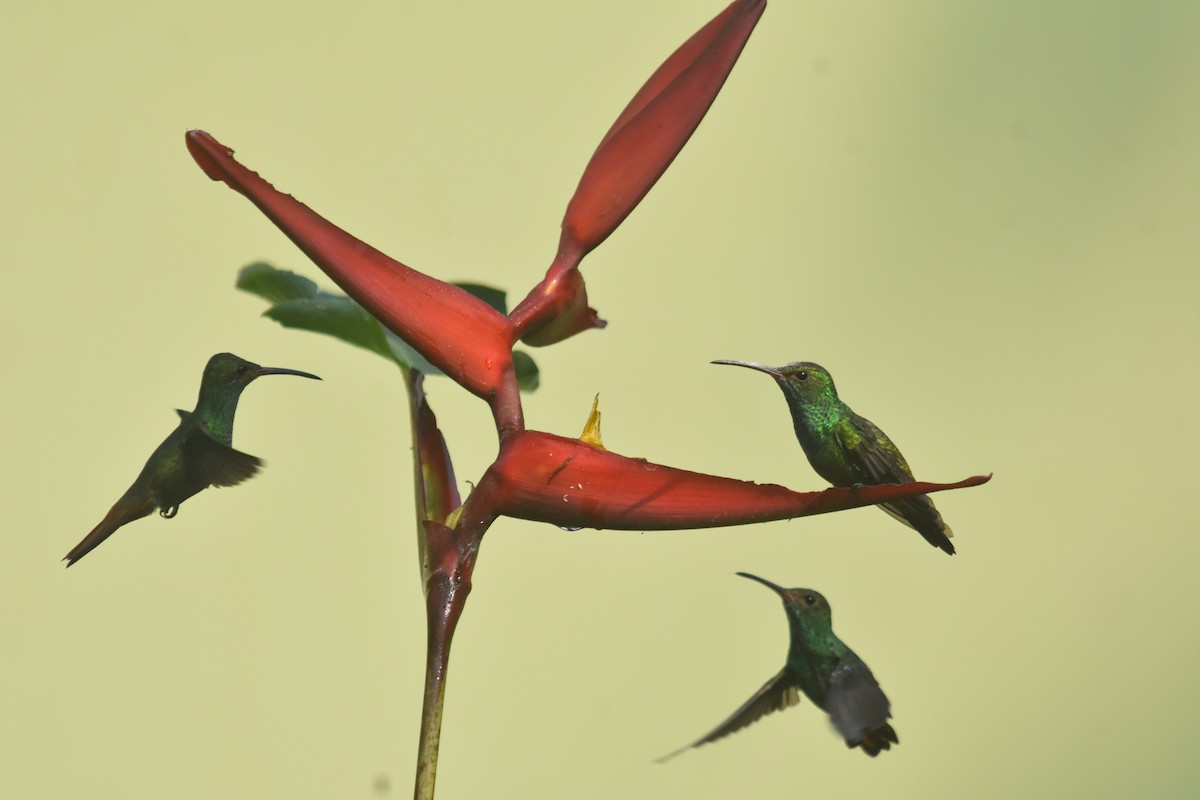 Rufous-tailed Hummingbird - ML618572160