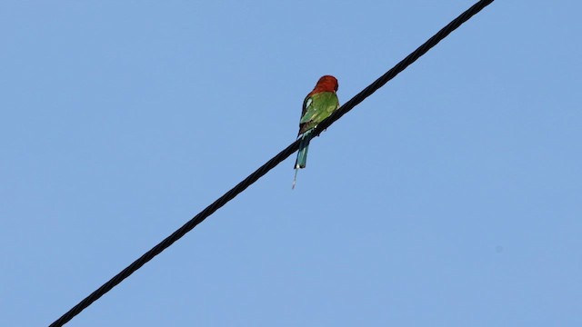 Rufous-crowned Bee-eater - ML618572169