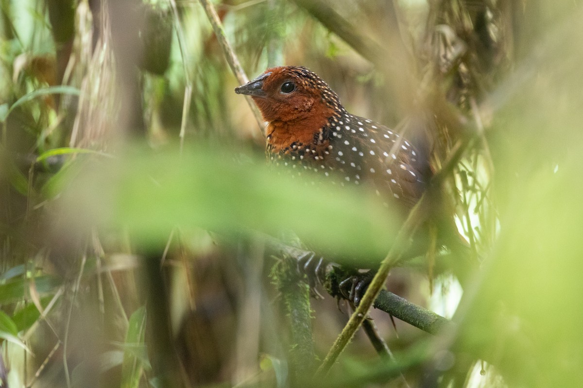 Ocellated Tapaculo - Chris Venetz | Ornis Birding Expeditions