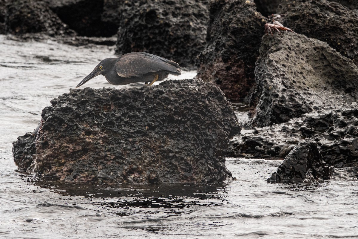 Striated Heron (Galapagos) - ML618572204