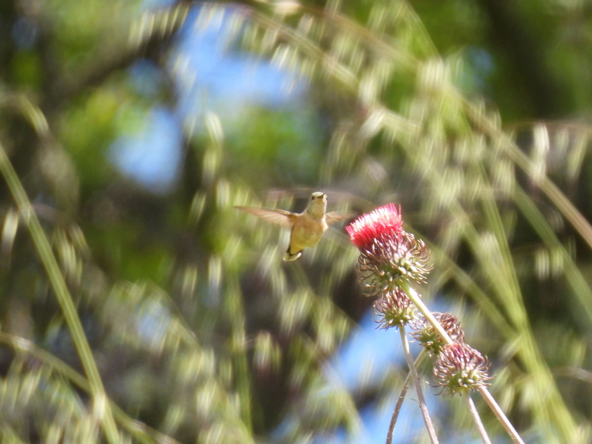 Calliope Hummingbird - ML618572225