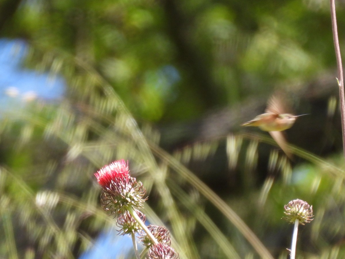 Calliope Hummingbird - ML618572226
