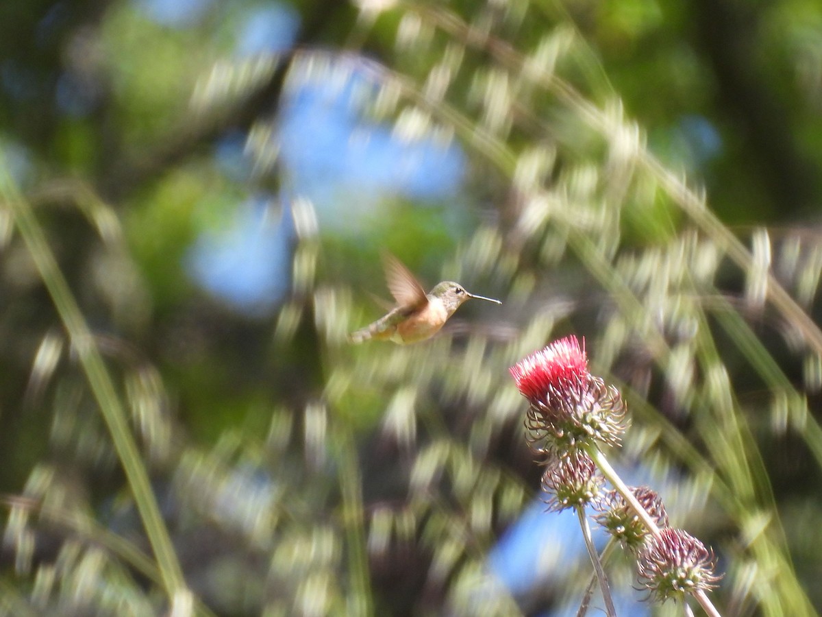 Calliope Hummingbird - ML618572227