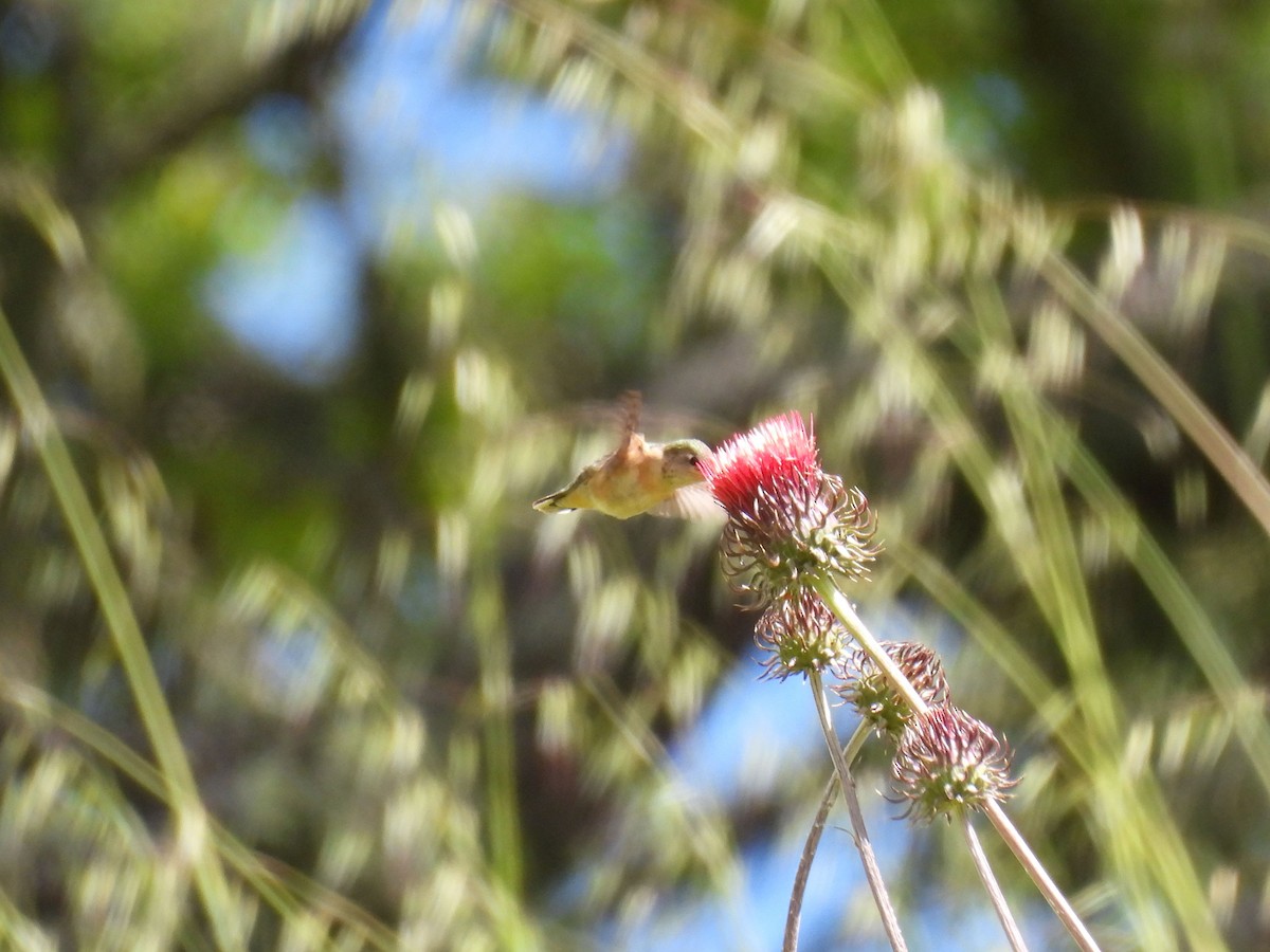 Calliope Hummingbird - ML618572228