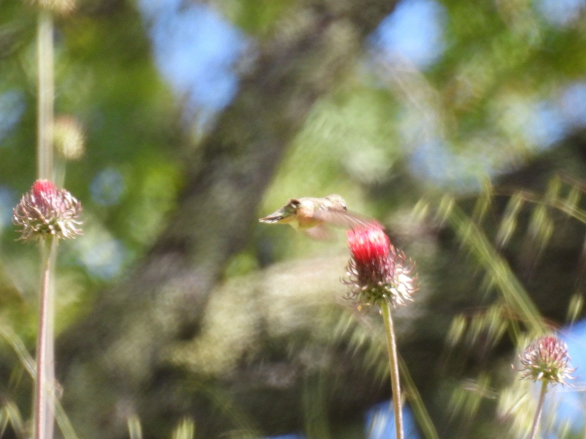 Calliope Hummingbird - ML618572229