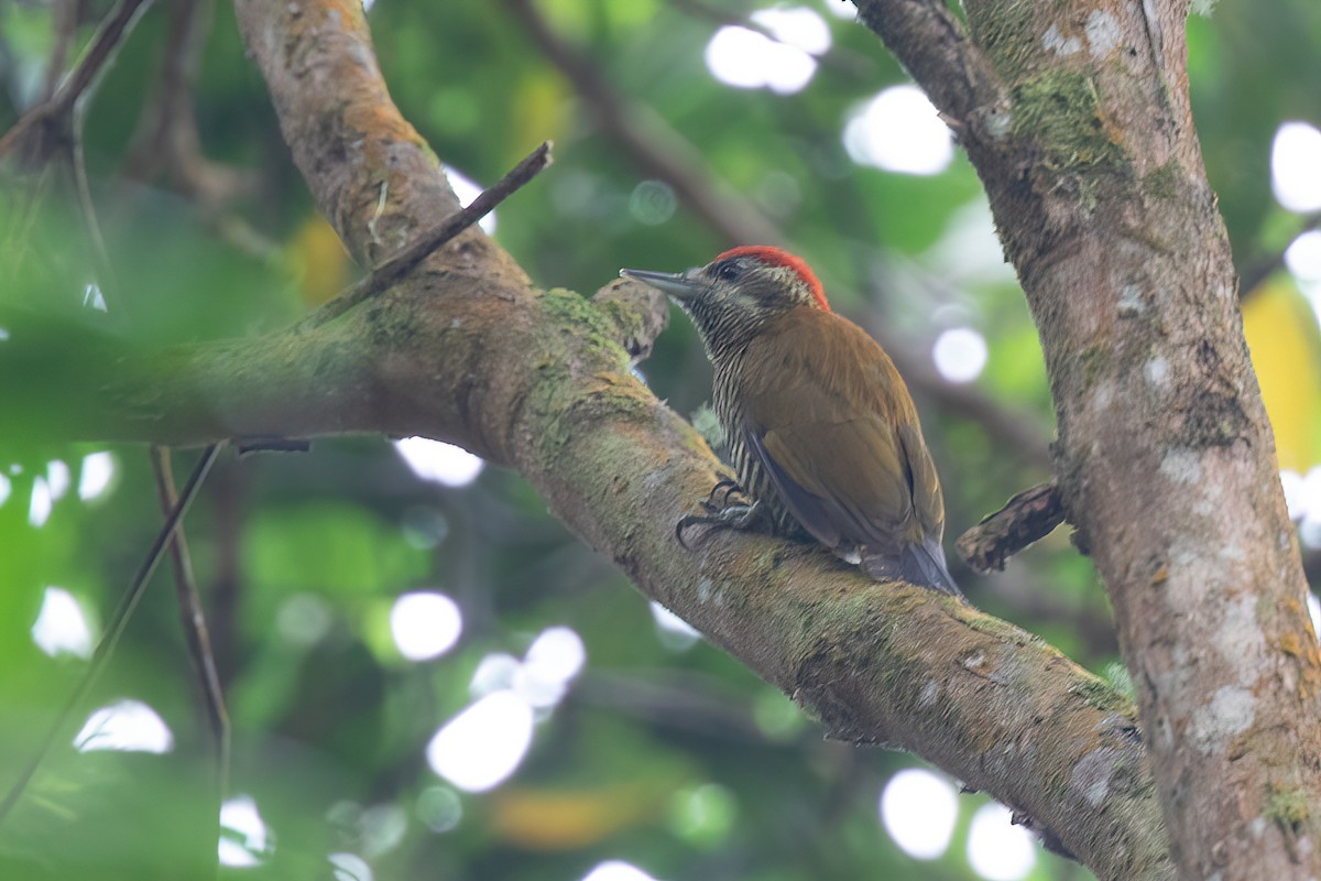 Bar-bellied Woodpecker - Chris Venetz | Ornis Birding Expeditions