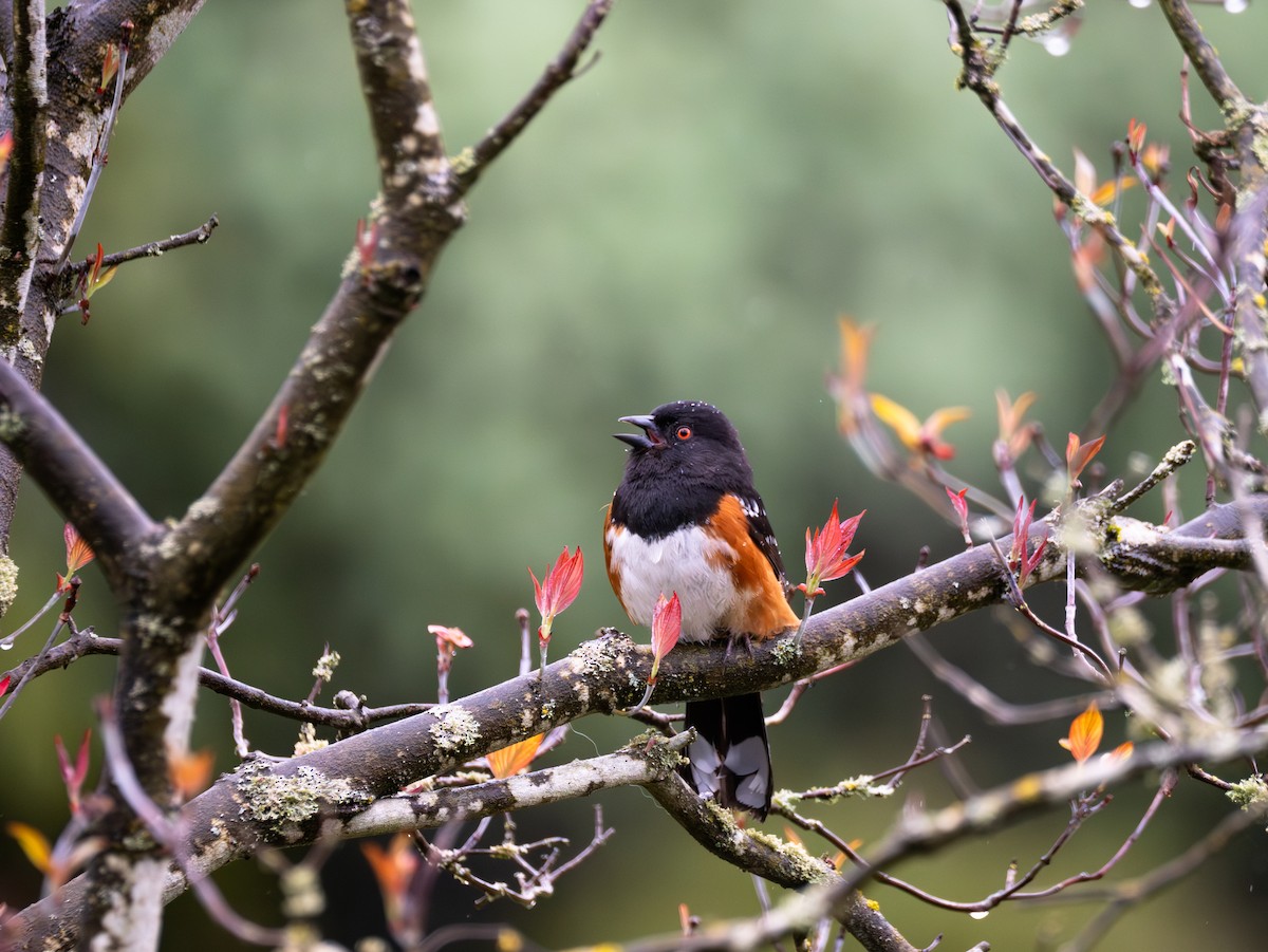 Spotted Towhee - ML618572299
