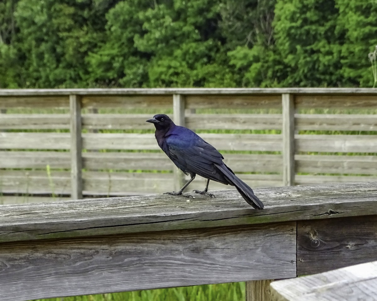 Boat-tailed Grackle - ML618572329