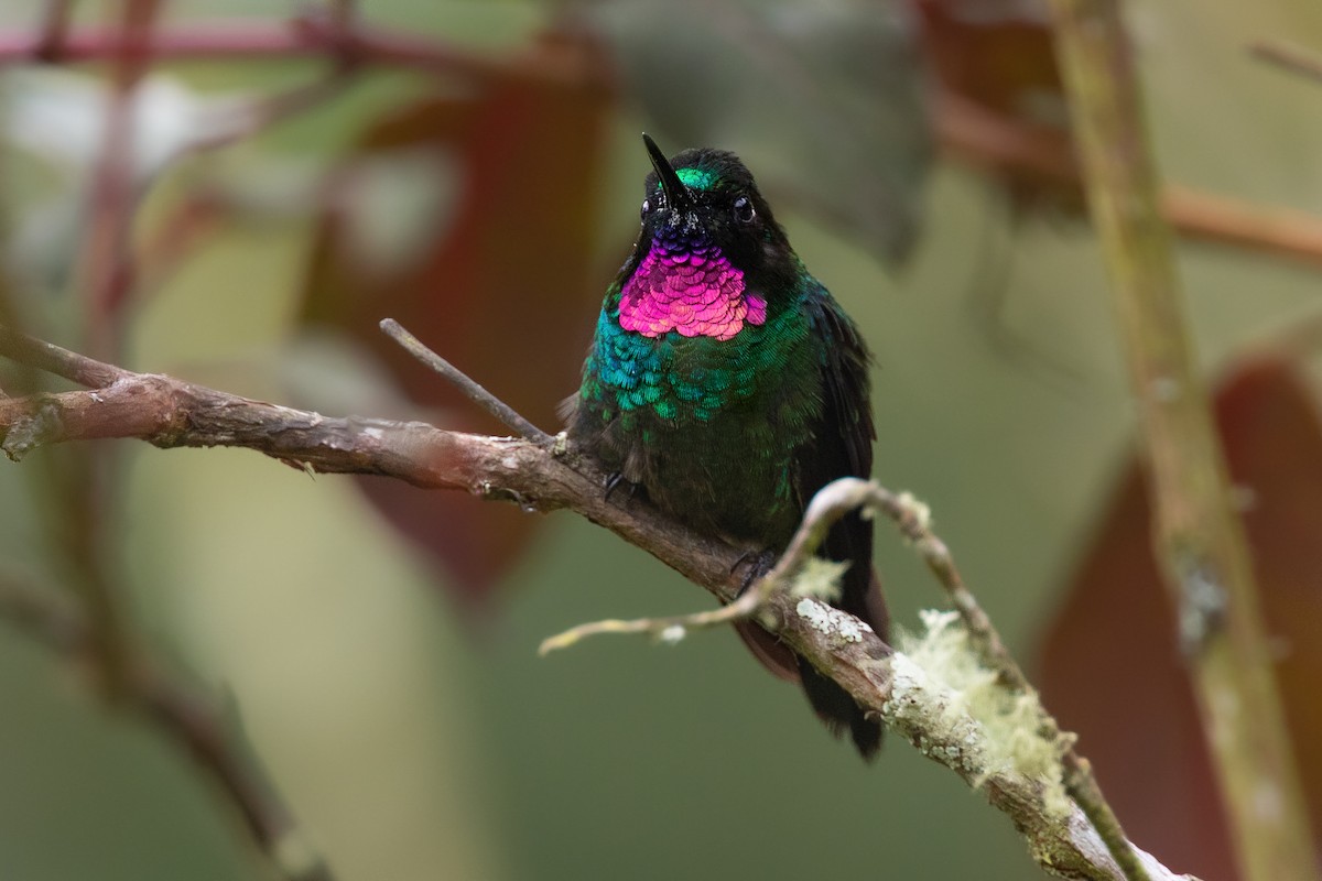 kolibřík turmalinový - ML618572348