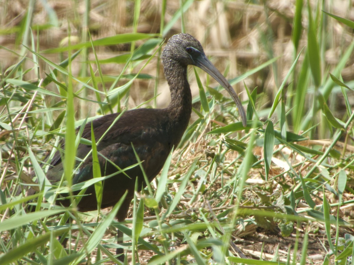 ibis hnědý - ML618572352