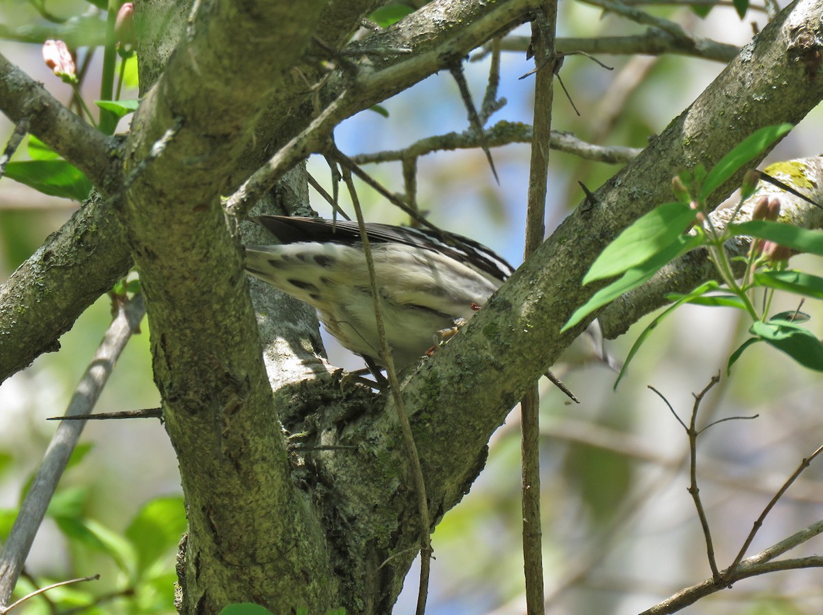 Black-and-white Warbler - ML618572401