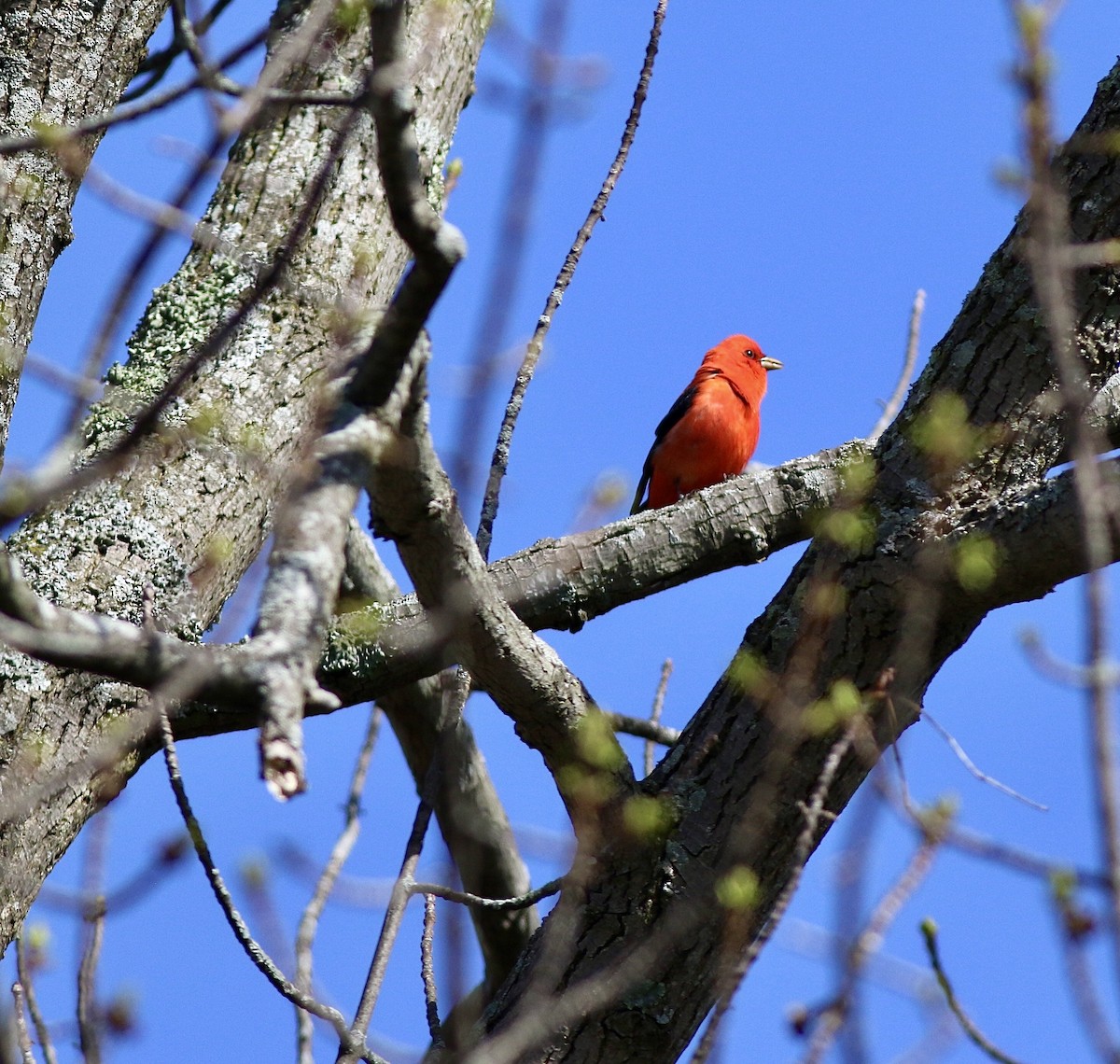 Scarlet Tanager - ML618572408