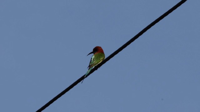 Rufous-crowned Bee-eater - ML618572425