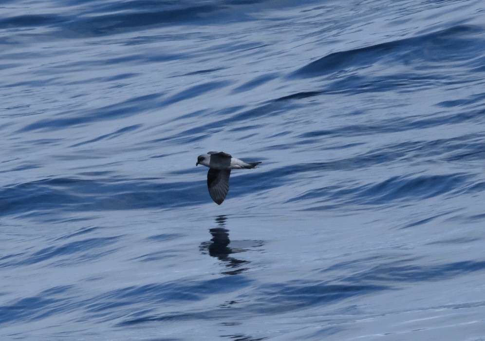 Fork-tailed Storm-Petrel - ML618572457