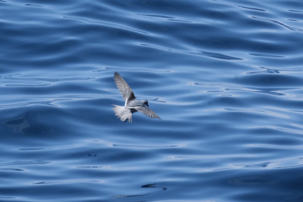 Fork-tailed Storm-Petrel - ML618572459