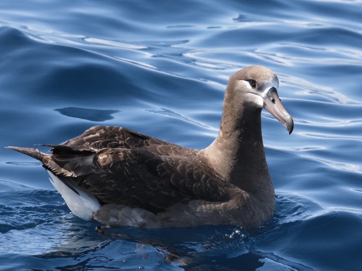 albatros černonohý - ML618572467