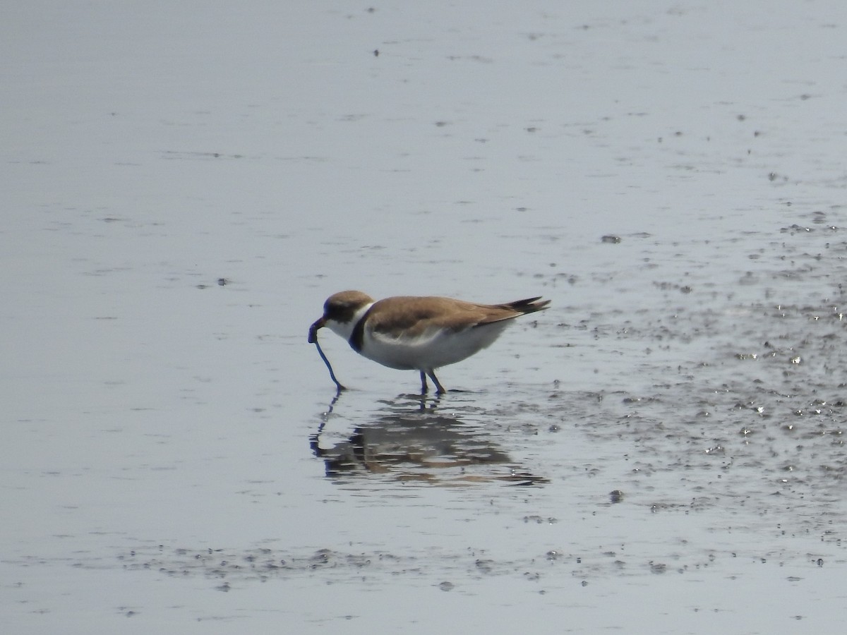 Semipalmated Plover - ML618572471