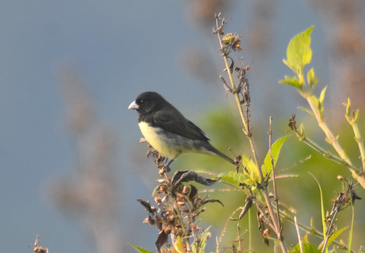 Yellow-bellied Seedeater - ML618572478