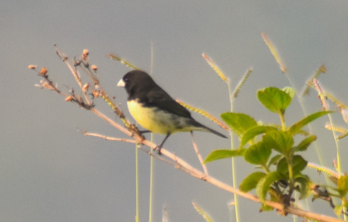 Yellow-bellied Seedeater - ML618572479