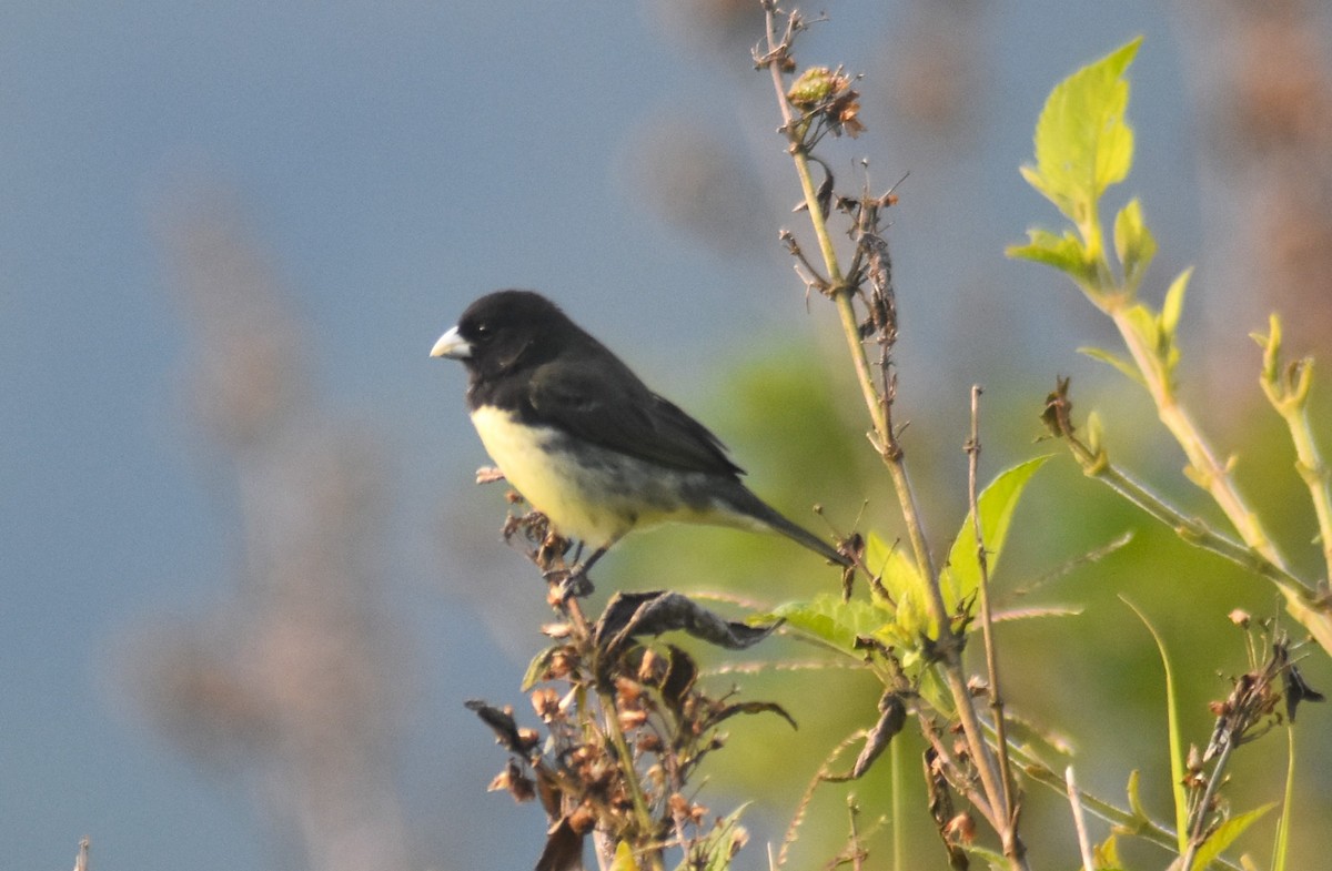 Yellow-bellied Seedeater - ML618572480