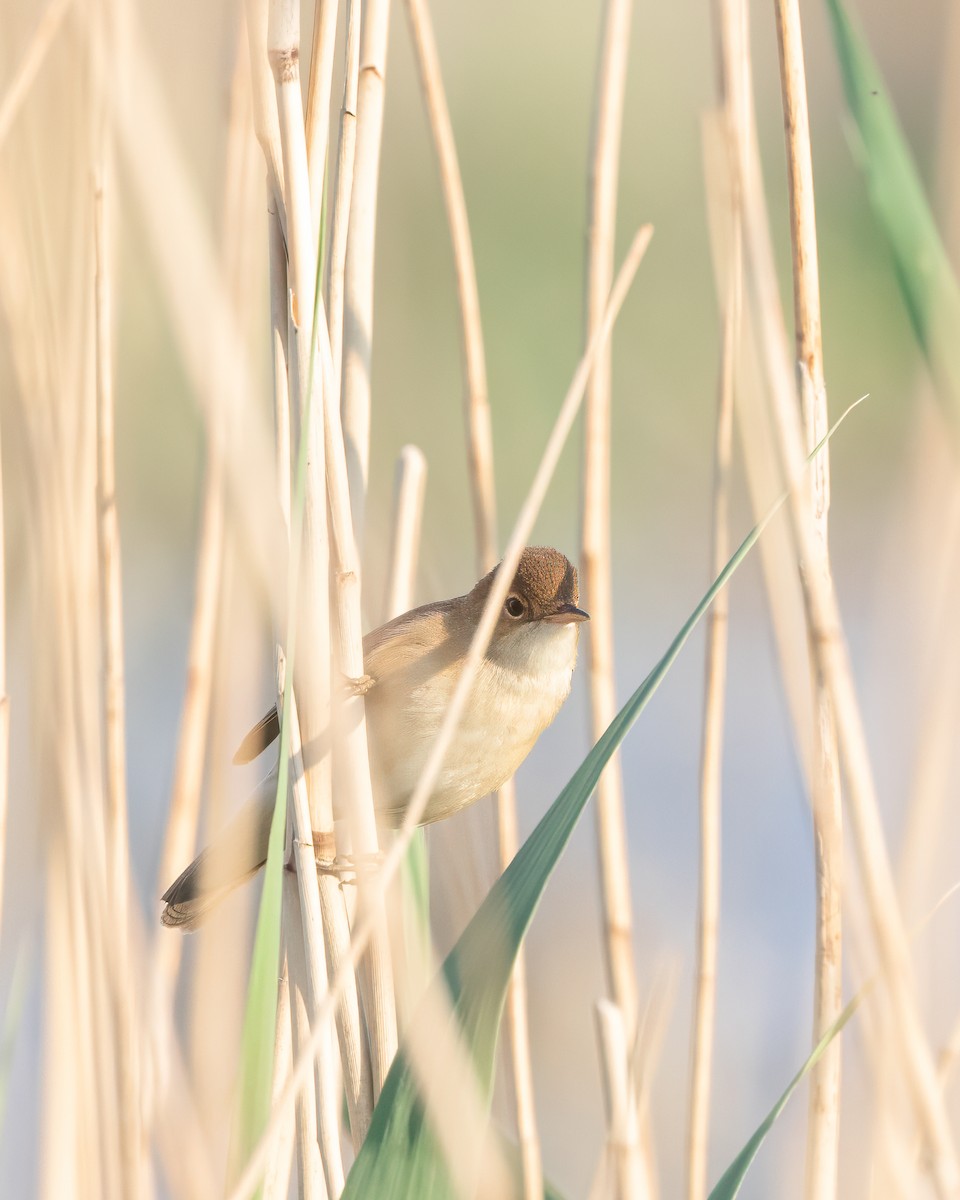 Common Reed Warbler - ML618572512