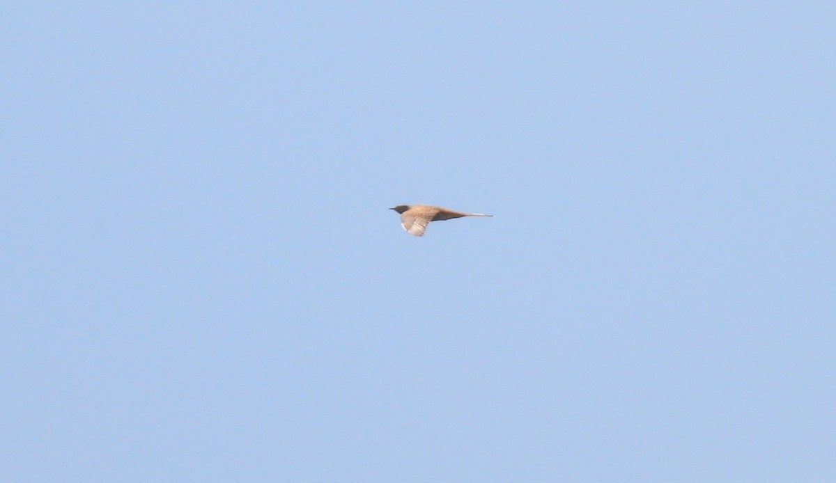 Common Cuckoo - ML618572519