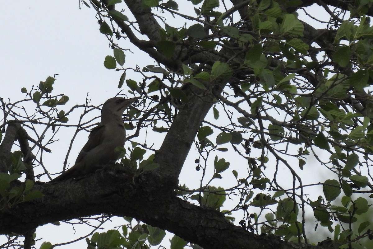 Gray-headed Woodpecker - ML618572579