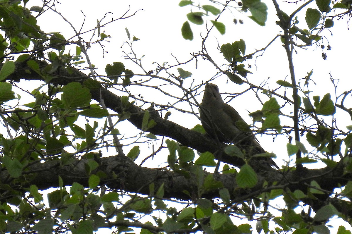 Gray-headed Woodpecker - ML618572580